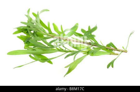 frischen Estragon Kraut isoliert auf weißem Hintergrund Stockfoto