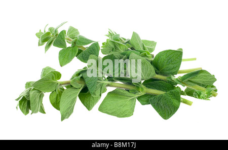 frischer Oregano Pflanze isoliert auf weißem Hintergrund Stockfoto
