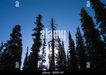 Sonne durch Kiefern am Bow Summit in Banff Nationalpark, Alberta, Kanada. Stockfoto