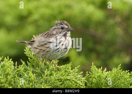 Singammer Melospiza Melodia Vögelchen thront auf Baum Stockfoto