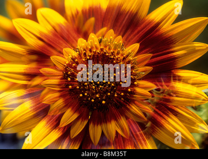 Gaillardia-Decken-Blume. Gaillardia pulchella, indische Bettblume. Vollformat Wildblume. Doppelbelichtung mit selektivem Fokus Stockfoto
