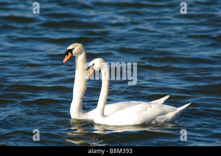 Männlich (Cob) und weiblich (Stift) Höckerschwäne Stockfoto