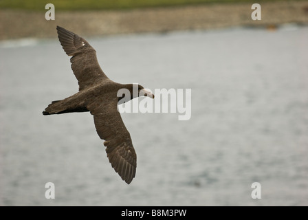 Nördlichen Riese Sturmvogel (Macronectes Halli) Lusitania Bay, Macquarie Island, Australien. Stockfoto