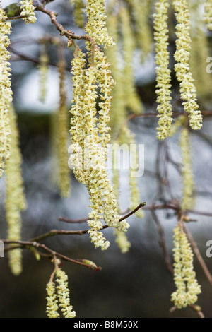 Hazel Baum Kätzchen Corylus Avellana im Februar, England Stockfoto