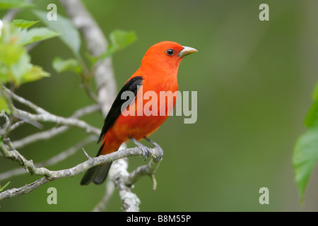 Scarlet Tanager Stockfoto