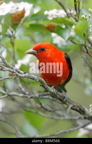 Scarlet Tanager thront im Weißdorn-Blüten - vertikal Stockfoto