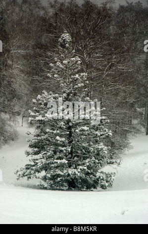 Das Tal Gärten im Winter Virginia Water Surrey England Großbritannien Stockfoto