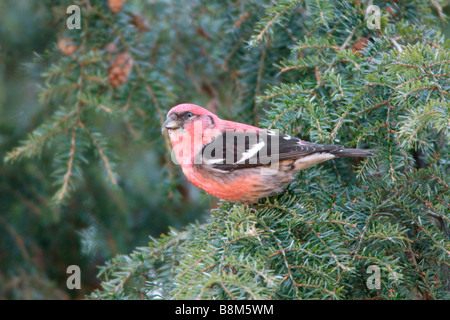 Weiße winged Gegenwechsel thront in Schierling Stockfoto