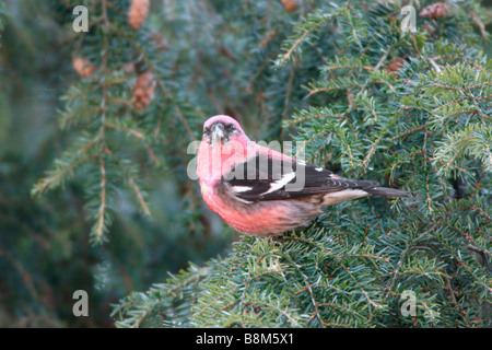 Weiße winged Gegenwechsel thront in Schierling Stockfoto