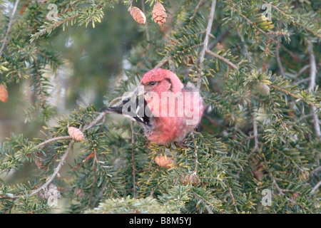 Weiße winged Gegenwechsel thront in Schierling Stockfoto