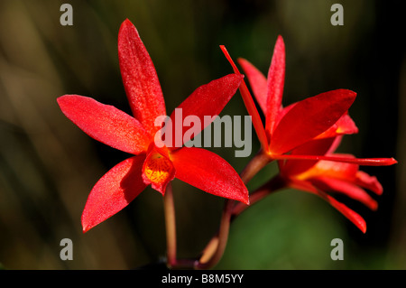 Rote Orchidee Blume--Lc Rojo. Stockfoto