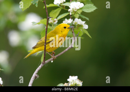 Schnäpperrohrsänger thront in Hawthorn Baum Stockfoto