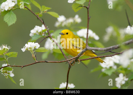 Schnäpperrohrsänger thront in Hawthorn Baum Stockfoto