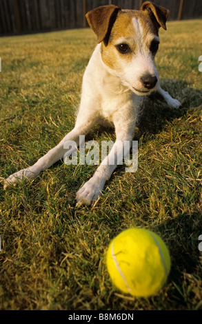 Jack Russell Terrier im Hinterhof mit Ball spielen Stockfoto