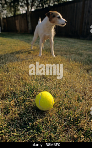 Jack Russell Terrier im Hinterhof mit Ball spielen Stockfoto