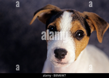 Jack Russell Terrier wacher Blick in die Kamera mit niedlichen Gesichtsausdruck Stockfoto