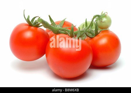Italienische Tomaten-bushtomatoe Stockfoto