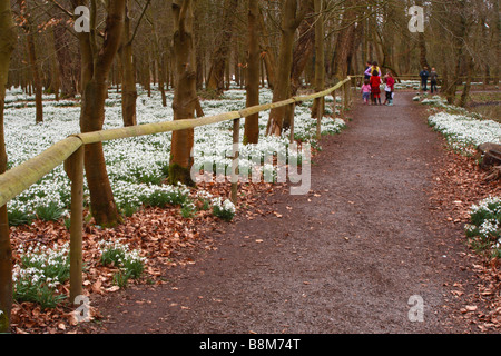 Schneeglöckchen (Galanthus Nivalis) wächst in einem Buchenwald in Welford Park, Berkshire, Vereinigtes Königreich Stockfoto