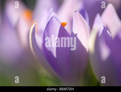 Abstrakte Studie über wilde Krokusse blühen Stockfoto