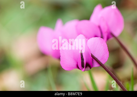 Nahaufnahme von einem rosa Cyclamen Coum wildwachsenden Stockfoto