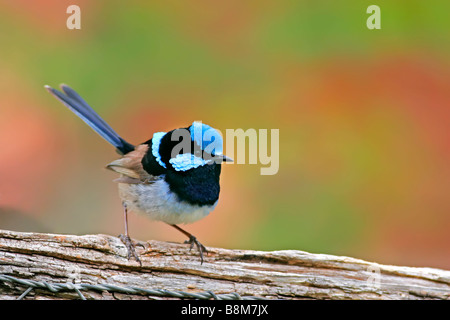 Männliche hervorragende Fee Wren Stockfoto