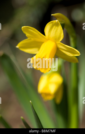 Nahaufnahme einer Blüte Zwerg Narzisse Tete ein Tete Stockfoto