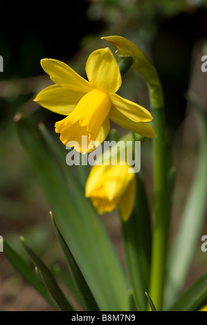 Nahaufnahme einer Blüte Zwerg Narzisse Tete ein Tete Stockfoto