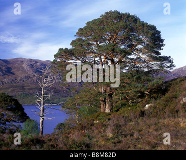 Waldkiefern am Ufer des Loch Maree, Wester Ross, Schottland Stockfoto