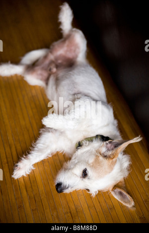 Hund liegen auf Matten im freien Stockfoto