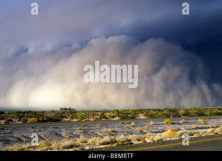 Riesiger Sandsturm rollt in der Wüste von Arizona in der Nähe von Yuma, USA gemeinhin als Habub. Stockfoto