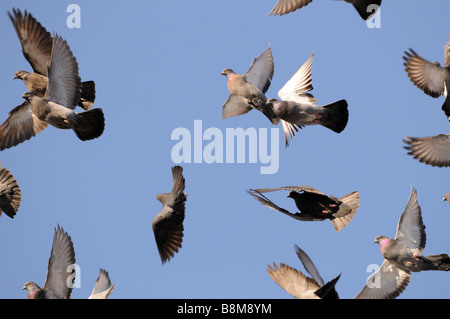 Eine Herde von Tauben, Vögel fliegen über den blauen Himmel, Flügel flattern, völlig kostenlos, Federn und Flügel gleiten im Wind. Stockfoto