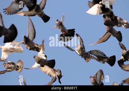 Eine Herde von Tauben, Vögel fliegen über den blauen Himmel, Flügel flattern, völlig kostenlos, Federn und Flügel gleiten im Wind. Stockfoto