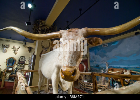 Buckhorn Saloon und das Museum San Antonio Texas tx weiß Longhorn Steer ikonischen Museum symbol Stockfoto