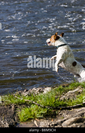 Nasser Hund springen aus dem Wasser, an einem Fluss. Stockfoto