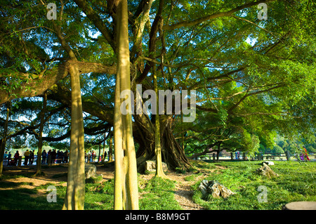 China-Guangxi Provinz Guilin Yangshuo Banyan-Bäume Stockfoto