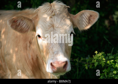 Schließen Sie herauf Bild eine weibliche Kuh Tiere Rinder Rinder Stockfoto