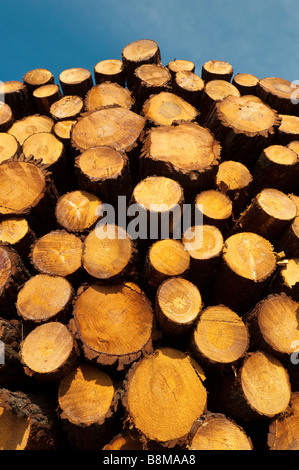 Haufen von Protokollen - kommerzielle Protokollierung, Frankreich. Stockfoto