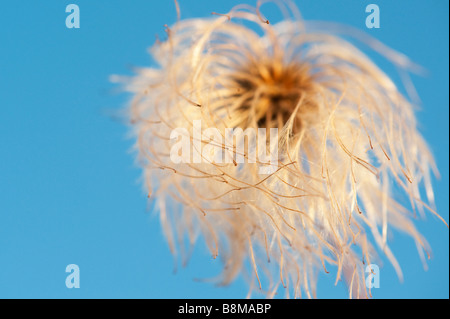 Clematis Orientalis Saatgut Kopf vor einem blauen Himmel. Selektiven Fokus Stockfoto