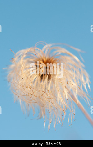 Clematis Orientalis Saatgut Kopf vor einem blauen Himmel. Selektiven Fokus Stockfoto