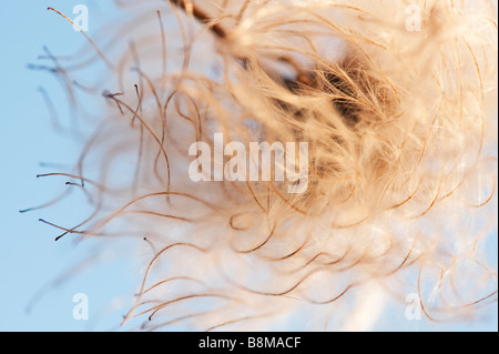 Clematis Orientalis Saatgut Kopf vor einem blauen Himmel. Selektiven Fokus Stockfoto