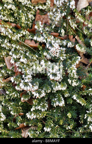 ERICA CARNEA SPRINGWOOD WEIßEN AGM Stockfoto