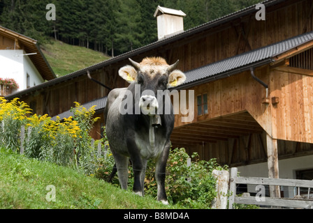 Hausrind (Bos Primigenius F. Taurus), Kuh stehend auf Wiese, Italien, Trentino, Suedtirol Stockfoto