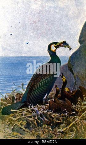 Kormoran Phalacrocorax Carbo, schwarz Kormoran, Stockfoto