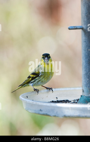 Carduelis spinus. Siskin auf Bird Feeder. Großbritannien Stockfoto