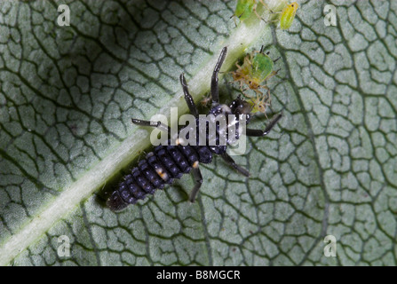 7-Punkt Marienkäfer Larven Coccinella Septempunctata UK Stockfoto