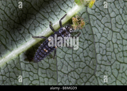 8 Punkt Marienkäfer Larven Coccinella Septempunctata UK Stockfoto