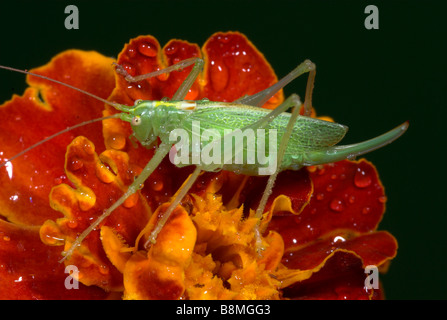 Eiche Bush Cricket Meconema Thalassinum UK Stockfoto