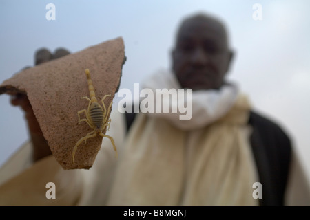 Scorpion Founnd von arabischen Mann unter dem Stein in Banganarti, Old Dongola Region am Nil Fluss Nubien Sudan Stockfoto