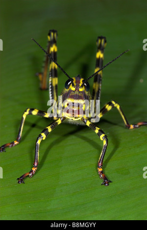 Heuschrecke Tropidacris Cristata Costa Rica Stockfoto