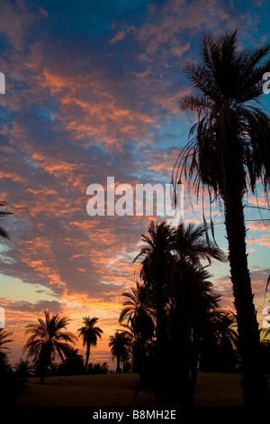 Termine Palmen auf Wüste Sahara. Silhouette-Ansicht in Banganarti Dorf in der Nähe von Old Dongola und Nil in Nubien Nord-Sudan Stockfoto